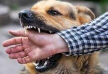 3,5 тысячи покусанных жителей Туркестанской области обратились к врачам