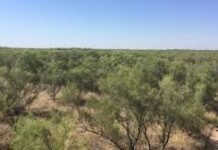 Саксаульные леса спасают в Туркестанской области