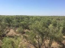 Саксаульные леса спасают в Туркестанской области