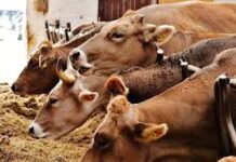 Раскрывать квартирные кражи и скотокрадство стали лучше в Туркестанской области