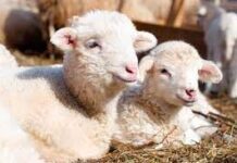 Читающим школьникам дарят ягнят и сотовые телефоны в Туркестанской области