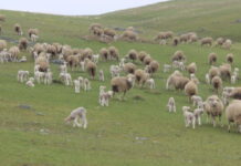 Пастух продал чужой скот на 16 млн тенге в Туркестанской области