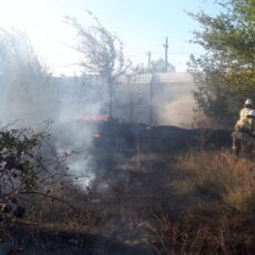 Пожар произошел на территории Дендропарка