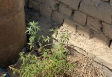 Мужчина выращивал во дворе своего дома коноплю