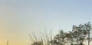 Выбежавшие на дорогу лошади спровоцировали смертельное ДТП в Шымкенте