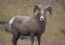 Каратауские архары попали в фотоловушку Сайрам-Угамского национального парка