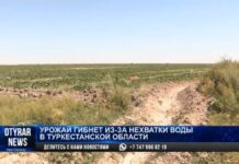 Бахчевые засыхают в Отырарском районе
