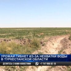 Бахчевые засыхают в Отырарском районе