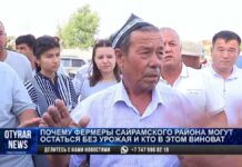 Фермеры Сайрамского района боятся остаться банкротами, их поля засыхают