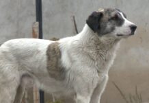 Отлов не выход, стерилизация поможет сократить число бездомных животных