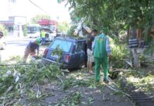 Дерево упало сразу на два автомобиля в Шымкенте