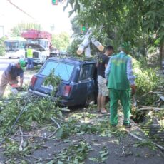 Дерево упало сразу на два автомобиля в Шымкенте