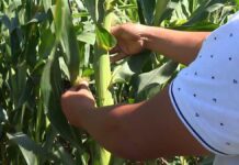 Заменить сахар кукурузным сиропом предлагают в Казахстане