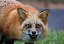 Агрессивная лиса напугала подростков в парке Шымкента лиса