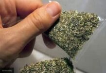 На 7 лет осудили иностранца за перевозку наркотиков марихуана