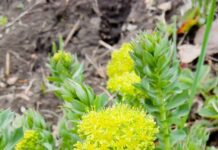 Жителя Туркестанской области задержали за срыв редкого растения