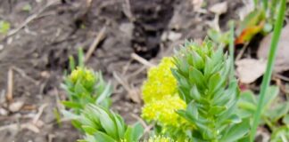 Жителя Туркестанской области задержали за срыв редкого растения