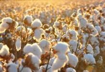 126,3 тыс. га хлопковых культур засеяли в Туркестанской области хлопок
