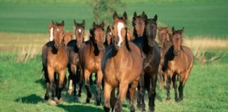 Скотокрада-пастуха задержали в Туркестанской области