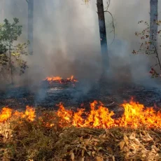 Чем закончился пожар в Дендропарке пожар