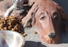 В Шымкенте установлен один из самых трогательных памятников животным памятник животным