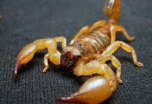 Южный мегаполис атакуют скорпионы