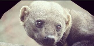 В шымкентском зоопарке поселились новые обитатели