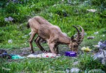 Жующих мусор горных козлов в нацпарке сняли на фото