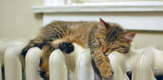 Тариф на тепло в Шымкенте останется прежним тепло