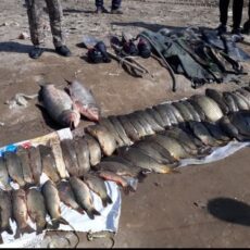 Браконьеры выловили 67 кг рыбы на Шардаринском водохранилище браконьеры