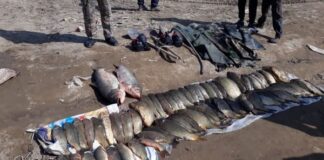 Браконьеры выловили 67 кг рыбы на Шардаринском водохранилище браконьеры