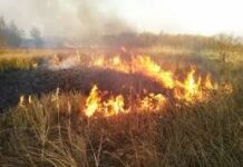 В Туркестанской области заявили о возгорании сухостоя