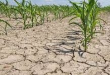 Фермеры Туркестанской области столкнулись с дефицитом поливной воды дефицит поливной воды