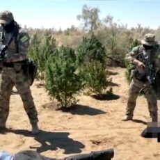 Крупный наркопосев обнаружили в степи Туркестанской области