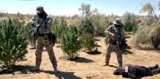 Крупный наркопосев обнаружили в степи Туркестанской области