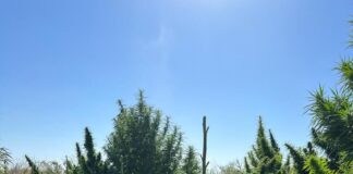 Обнаружили наркоплантацию весом в одну тонну