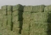 Мужчина украл 6 тонн пшеницы в Туркестанской области