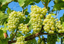 Около 10 тонн винограда планируют собрать в Карабулаке виноград