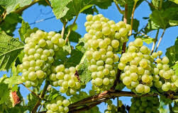 Около 10 тонн винограда планируют собрать в Карабулаке виноград