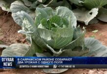 Сайрамские крестьяне получают 2 урожая с одного поля