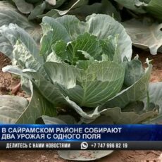Сайрамские крестьяне получают 2 урожая с одного поля