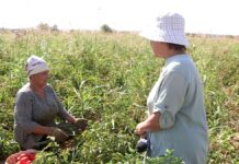 В Ордабасинском районе продолжается сбор урожая