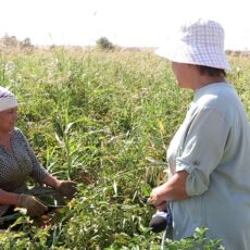 В Ордабасинском районе продолжается сбор урожая
