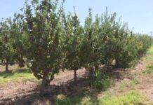 Аграрии Туркестанской области жалуются на перекупщиков