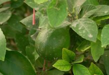 35 тонн лимонов планируют собрать ордабасинские аграрии