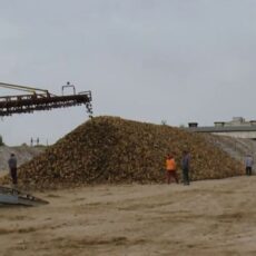 Сахарные заводы будут отпускать белый песок по 460 тенге