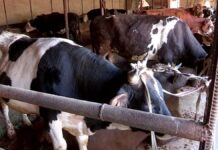 В Сайраме наращивают потенциал мясного и молочного животноводства