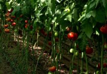 До 60 гектаров увеличилась площадь теплиц в Сайрамском районе