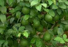 Небывалый урожай лимонов ожидают фермеры Сайрамского района