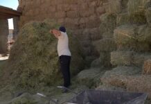 В Сайрамском районе готовятся сносить функционирующие фермы